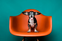 MOSTLY MUTTZ RESCUE