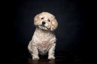 GRACIE