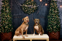 Tyson and Ryker