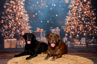 Piper and Ember