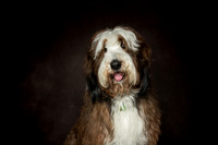 Tucker