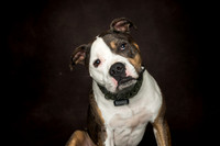 NJ PET EXPO 2024