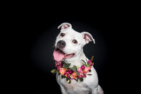 ROSIE