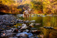 DOGS: OUTDOORS